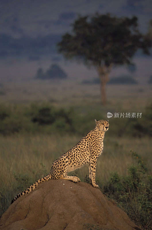 猎豹(Acinonyx jubatus)是一种大型猫科动物(Felidae, Felinae亚科)，生活在非洲大部分地区和中东部分地区。肯尼亚马赛马拉国家保护区。